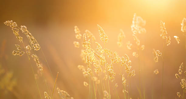 istock Plants in the meadow, pollen allergy concept 2208528463