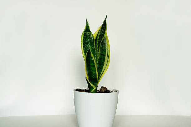 istock Houseplant in a white pot on a white background 2208528612