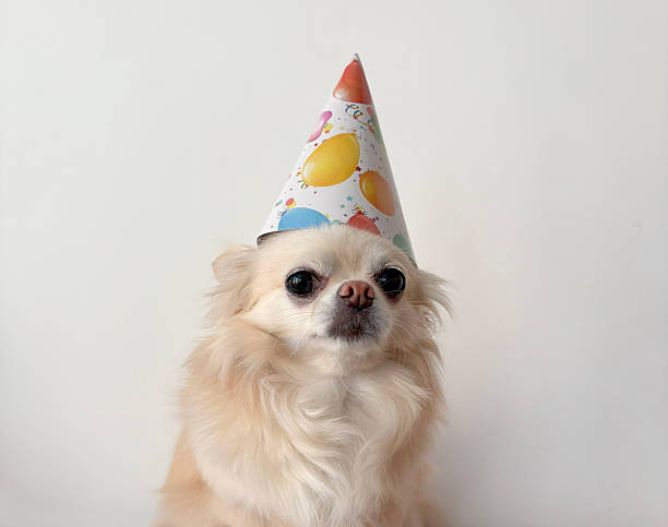 Cute dog in the birthday cap