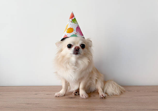 istock Cute dog in the birthday cap 2208529587