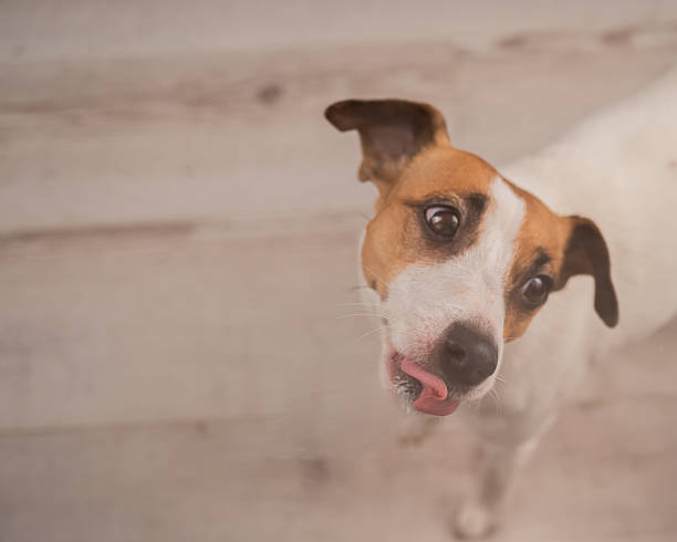 istock Jack Russell Terrier Dog Licking Glass. 2208529709