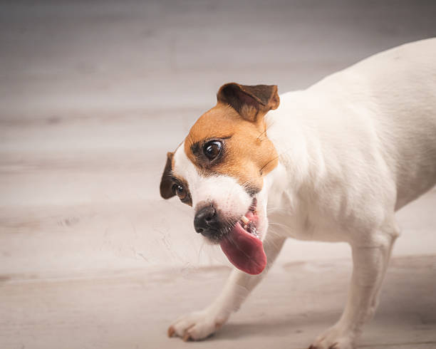 istock Jack Russell Terrier Dog Licking Glass. 2208529748