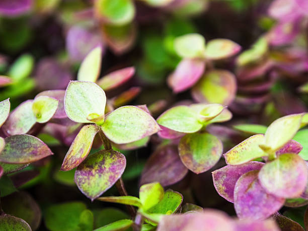A unique green pattern of small leaves in macro focus creates a mesmerizing visual effect of nature.