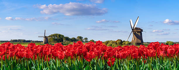 Red Tulip Field and Dutch Windmill under a Partially Clouded Blue Sky