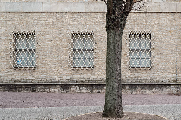 Partial view of a tree trunk in front of a historic wall with barred windows