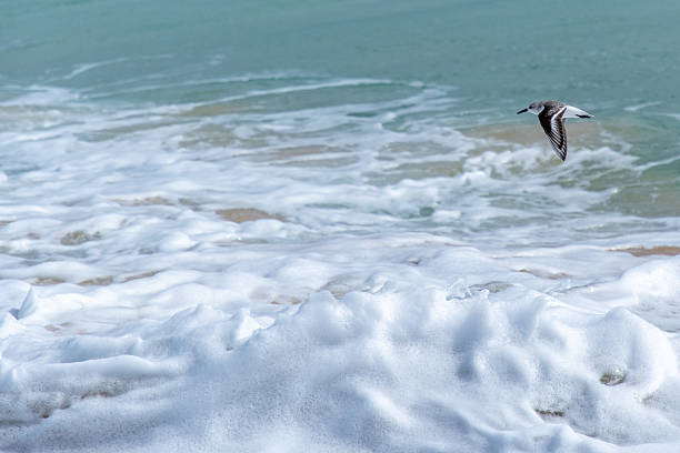 a bird flies over a wild surf on an island in the Atlantic