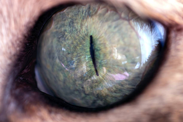 cat pupil, cat eye macro, close up.