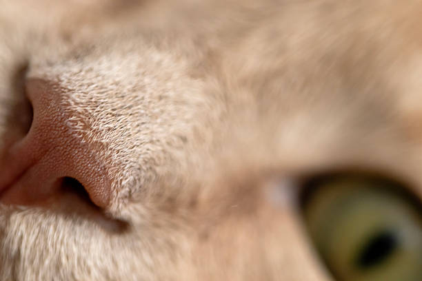 cat portrait, close up, cute house cat.
