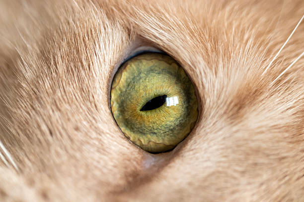 cat pupil, cat eye macro, close up.