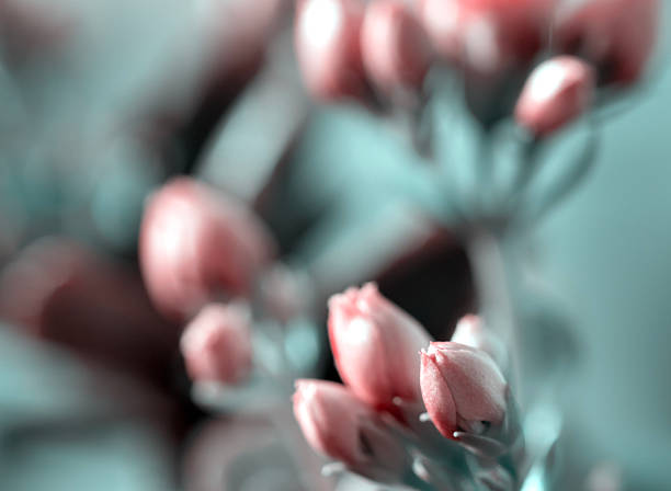 istock kalanchoe flower, macro close up. 2208536019