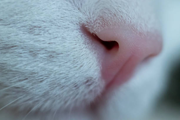 cat nose, close up. macro photo.