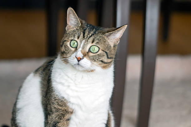 cat portrait, close up, cute house cat.
