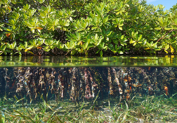istock Mangrove foliage and roots split view over under water surface 2208538844