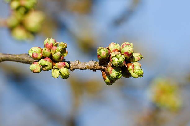 Early springtime in Czech republic.