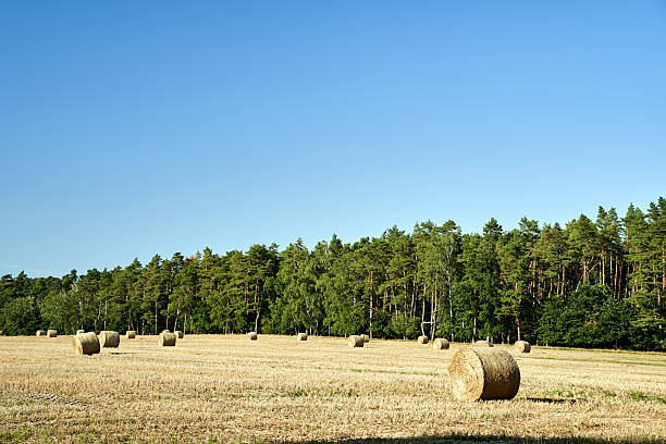 agricultural landscape with stubble, straw bales and trees during summer, Poland