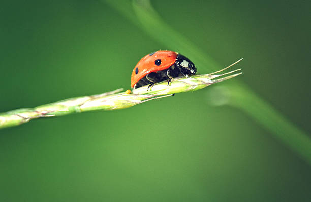 istock A red seven-spotted ladybug sitting on a single branch of a blanket 2208540465