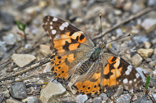 istock An orange-black admiral butterfly sits on gray soil 2208540488