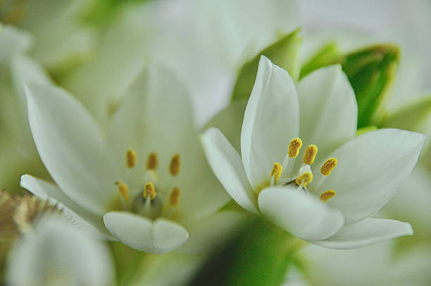 istock Close-up of white elderflowers in a modest bouquet 2208540941