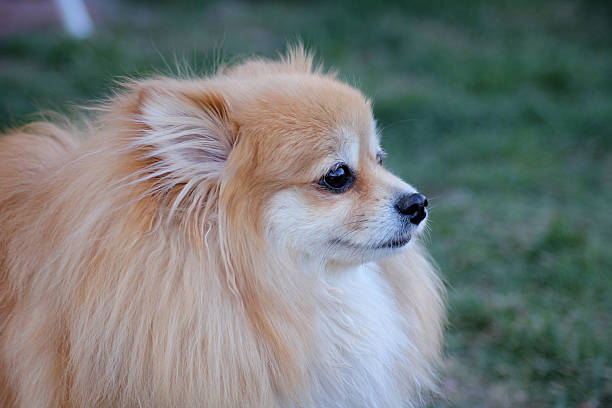 istock A fluffy Pomeranian dog looking cute 2208540992
