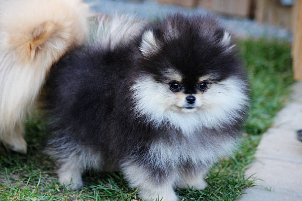 istock A dark handsome Pomeranian puppy 2208541052