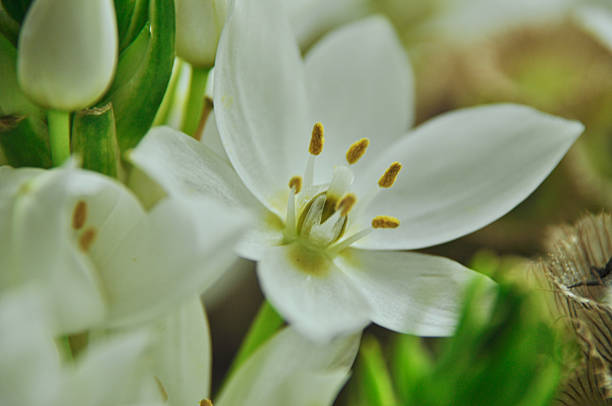Close-up of white elderflowers in a modest spring bouquet