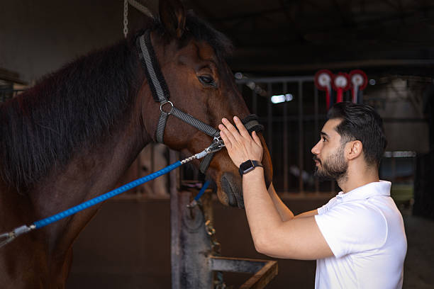 Young male veterinarian examining a horse's head in a stable