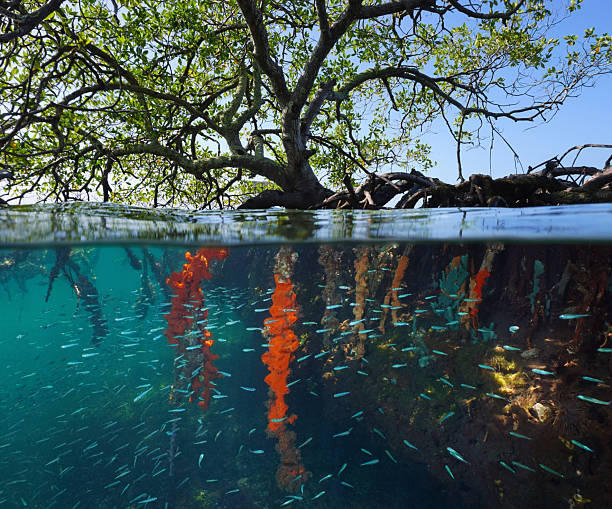 istock Mangrove tree in the sea split level view over and under water surface 2208547988