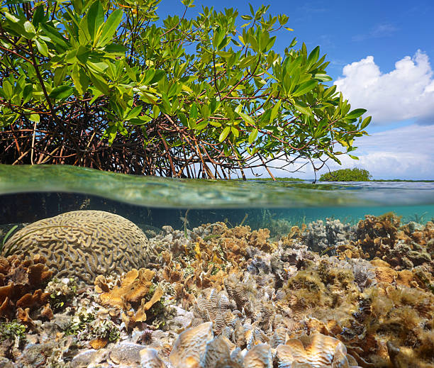 istock Mangrove tree in the sea with corals underwater 2208548332