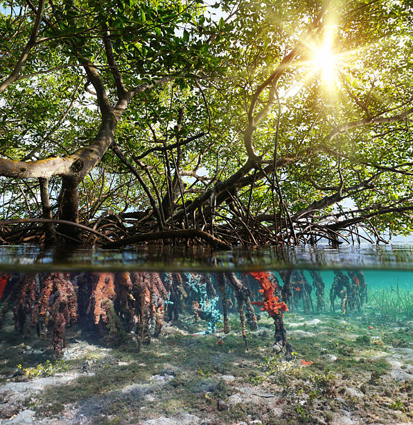 istock Mangrove trees foliage with sunlight and roots underwater Caribbean sea 2208548405