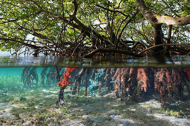 istock Mangrove trees in the water split view over and under water surface 2208549250