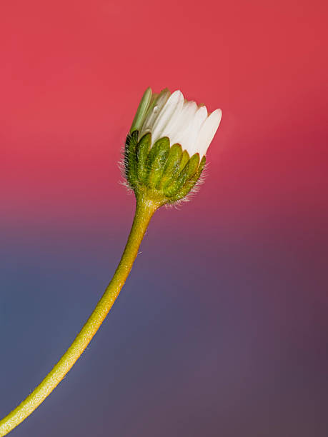 Close-up of a wildflower daisy flower head. Focus stacking technique with multiple photographs.