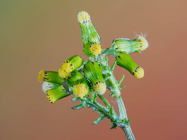 Close-up of a wild senecio plant (Senecio vulgaris). Focus stacking technique using multiple photographs.