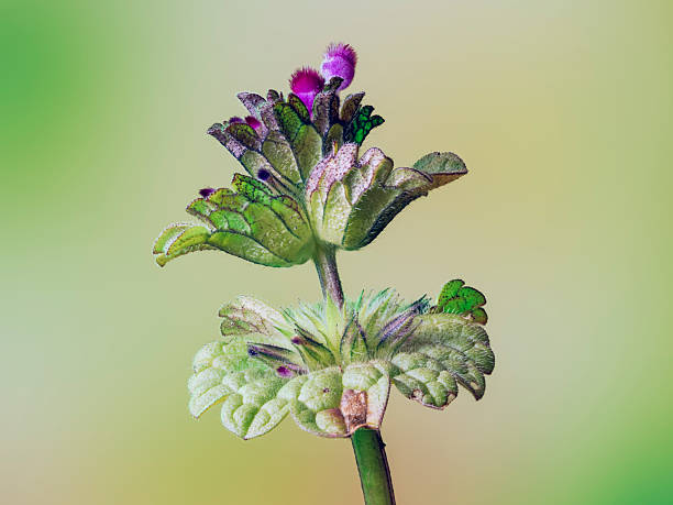 Close-up of a wild Lamium amplexicaule plant. Focus stacking technique with multiple photographs.