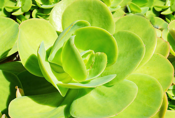 Echeveria Pallida succulent plant close up.