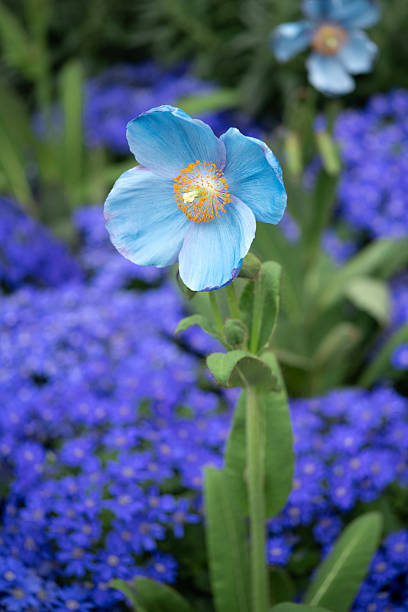 Blue poppy in garden