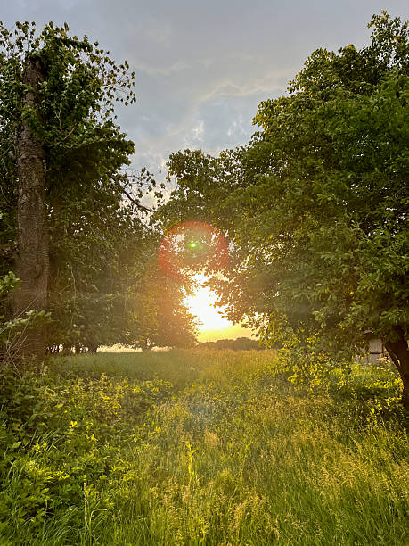 istock Experience a serene sunset beautifully framed through trees in a lush green field setting 2208552350