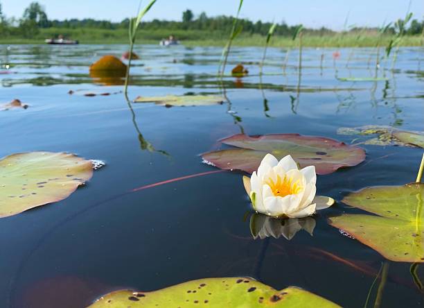 istock Water Lily a warm summer day 2208552976