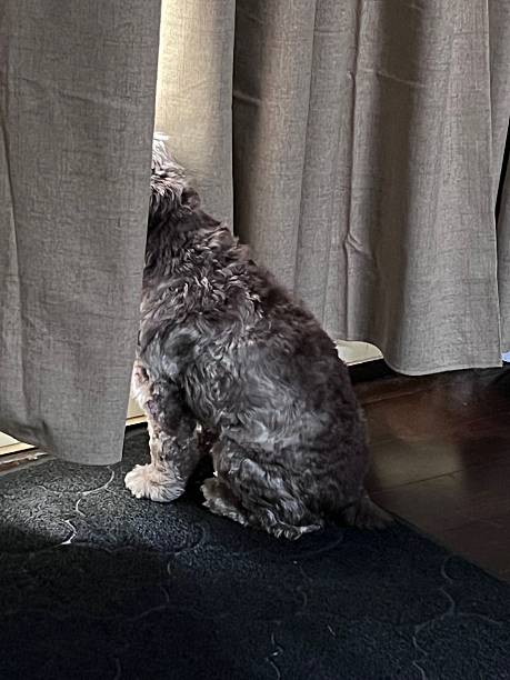 istock Dog Sitting by the Curtain Looking Outside 2208553514