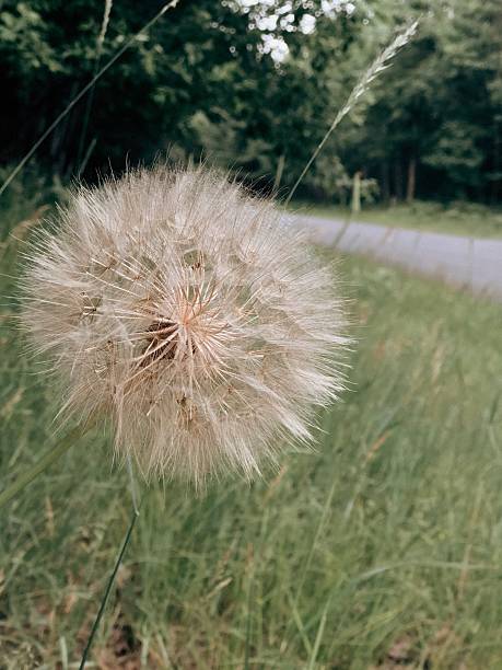 A detailed close-up of a large dandelion seed head set against a blurred forest background. The soft focus and earthy tones create a dreamy, nature-inspired aesthetic. This image captures the beauty of wild plants, the cycle of nature, and the delicate structure of dandelion seeds, making it perfect for concepts related to growth, wishes, mindfulness, and seasonal change. Photograph taken in northern Wisconsin.