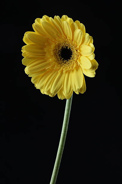istock beautiful gerbera flower close up 2208556349