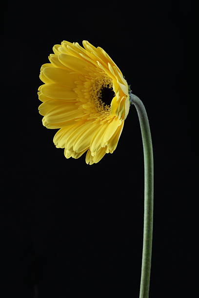 istock beautiful gerbera flower close up 2208556353