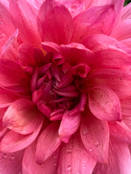 istock A Vibrant Pink Flower Bloom with Beautiful Petals and Glittering Raindrops on Them 2208557408