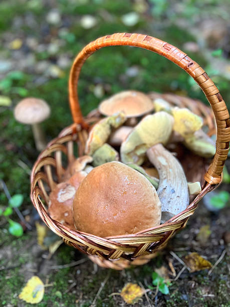 istock Freshly harvested mushrooms elegantly arranged in a rustic basket on the forest floor 2208558555