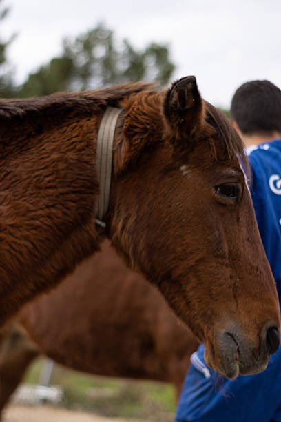 Horse, Running, Animal Wildlife, Nature, Freedom