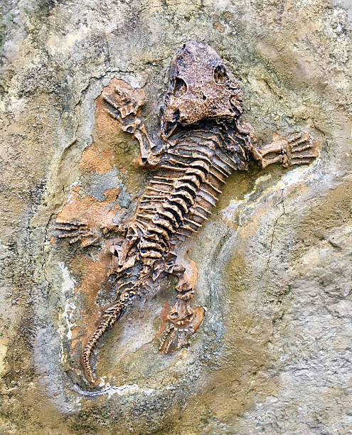 istock Fossilized skeleton of an ancient amphibian specimen discovered during recent excavations 2208559884