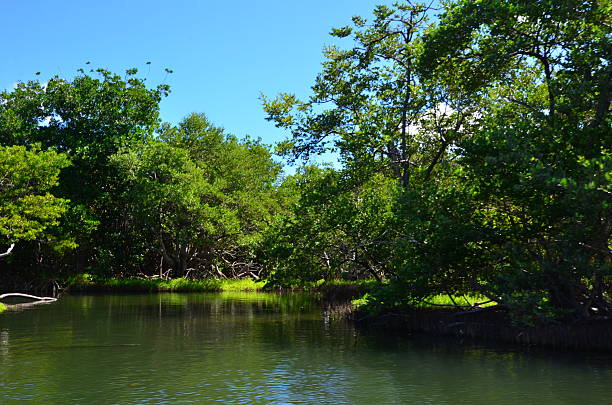 istock Greenish water lagoon with majestic mangroves 2208559971