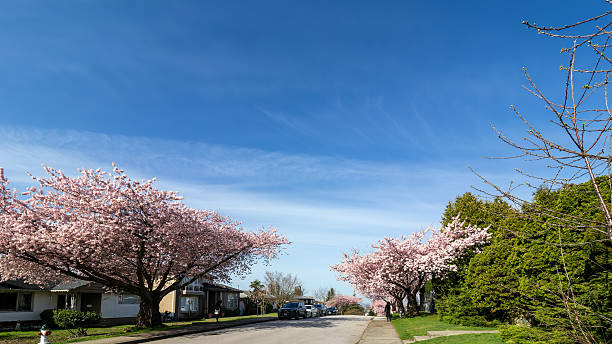 Burnaby, great Vancouver, BC, Canada - April 4, 2025: Charles street in Burnaby is covered by cherry blossom during spring in great Vancouver. It includes sakura trees, houses and cars.
