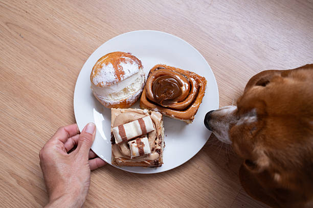 istock beagle Dog looking at delicious cakes and pastries on a plate 2208561844