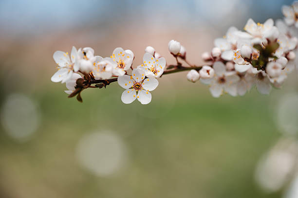A close-up view of delicate white cherry blossoms blooming along a slender tree branch. The soft bokeh background in shades of green and blue enhances the serene, springtime mood, highlighting the fragile beauty of the season’s first flowers.
