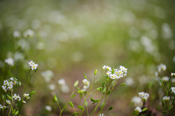 A dreamy close-up of small white wildflowers scattered across a sunlit meadow. The shallow depth of field blurs the background into a wash of greens and whites, creating a tranquil and harmonious natural scene that captures the essence of early spring.